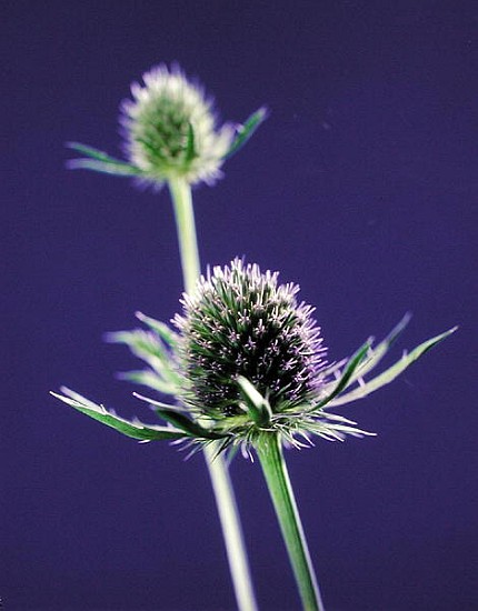 Thistles, 1996 (colour photo)  from Norman  Hollands