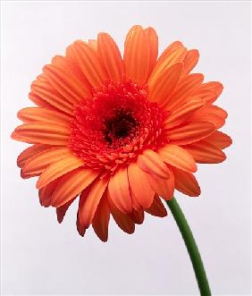 Orange flower, 1999 (colour photo) 