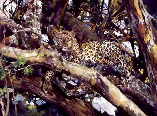 Kenyan Leopard, 1997 (acrylic and pencil crayon on paper)  from Odile  Kidd