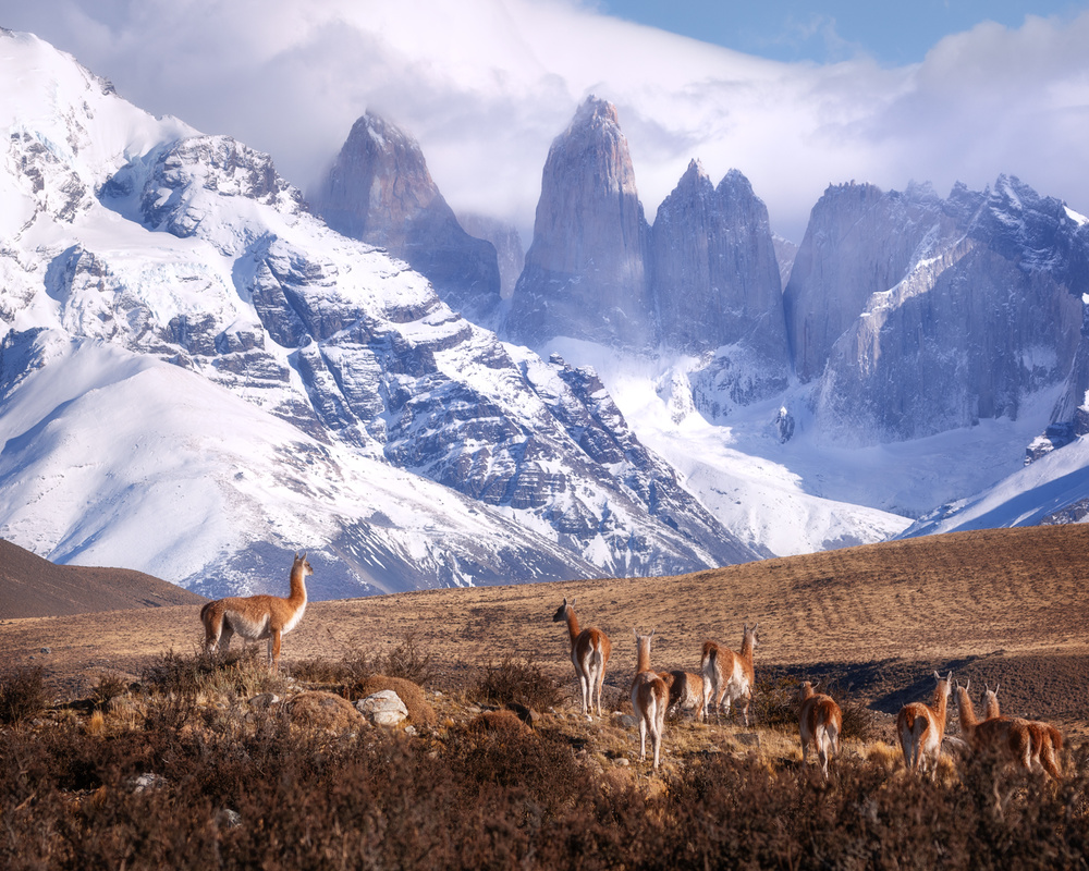 Guanakos in Patagonien from Oleg Rest