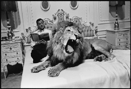 Tony Randall with lion (Zamba), on the set of Fluffy