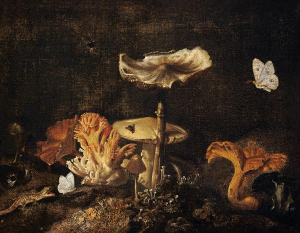 Still Life with Mushrooms and Butterflies from Otto Marseus van Schrieck