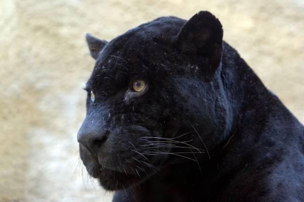 schwarzer Panther from 