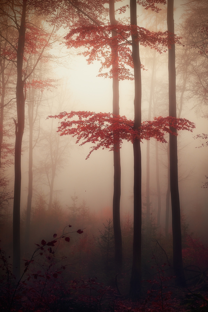 Herbstlicht from Patrick Aurednik