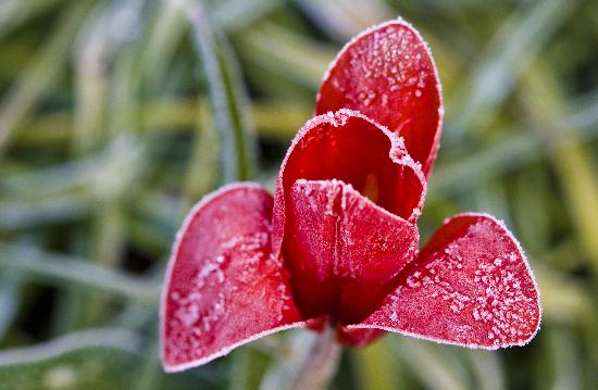 Gefrorene Tulpe from Patrick Pleul