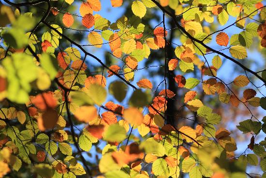 Herbst im Schlaubetal from Patrick Pleul