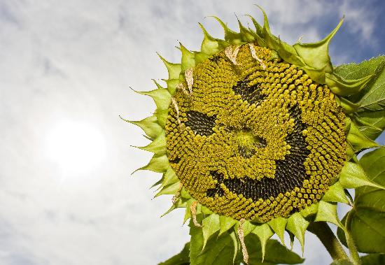 Lachende Sonnenblume bei Storkow from Patrick Pleul