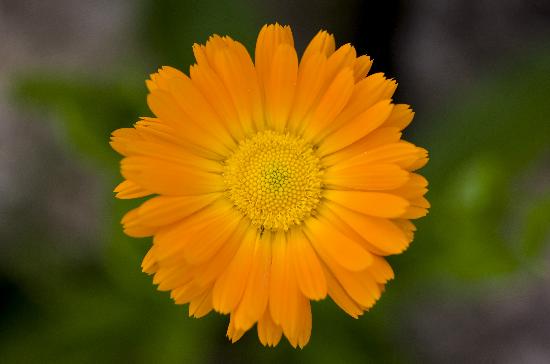 Ringelblume ist Heilpflanze des Jahres 2009 from Patrick Pleul