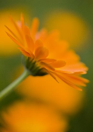 Ringelblume ist Heilpflanze des Jahres 2009 from Patrick Pleul