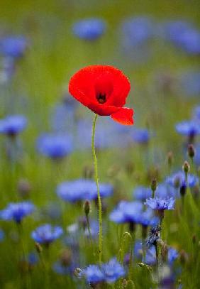 Klatschmohn zwischen Kornblumen