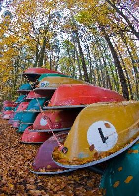 Ruderboote im Herbstwald am Stechlinsee