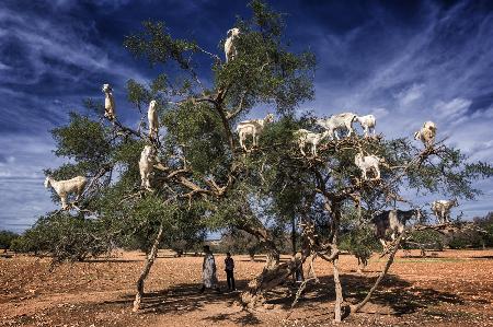 Ziegen auf dem Arganbaum