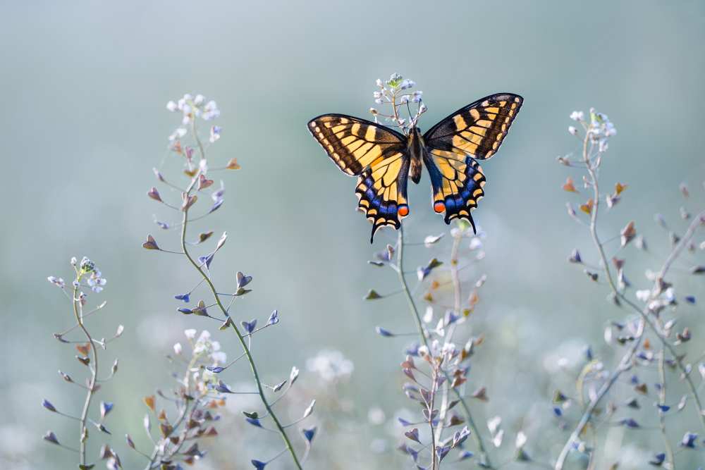 Swallowtail beauty from Petar Sabol