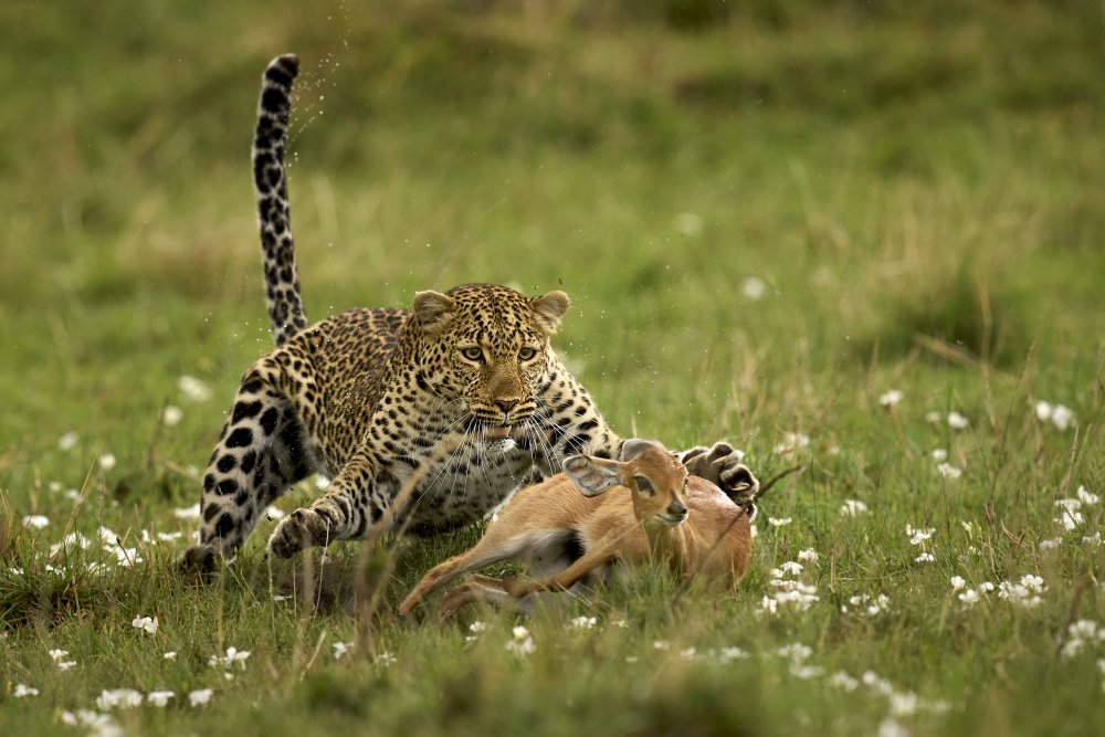 Leoparden-Überraschung from Peter Hudson