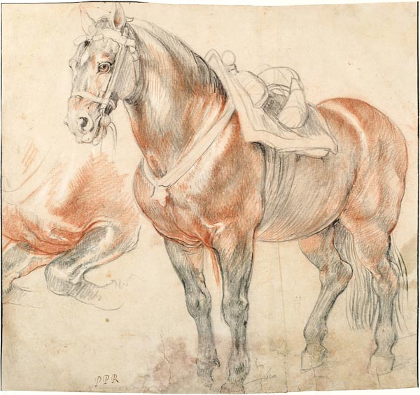 Saddled Horse from Peter Paul Rubens