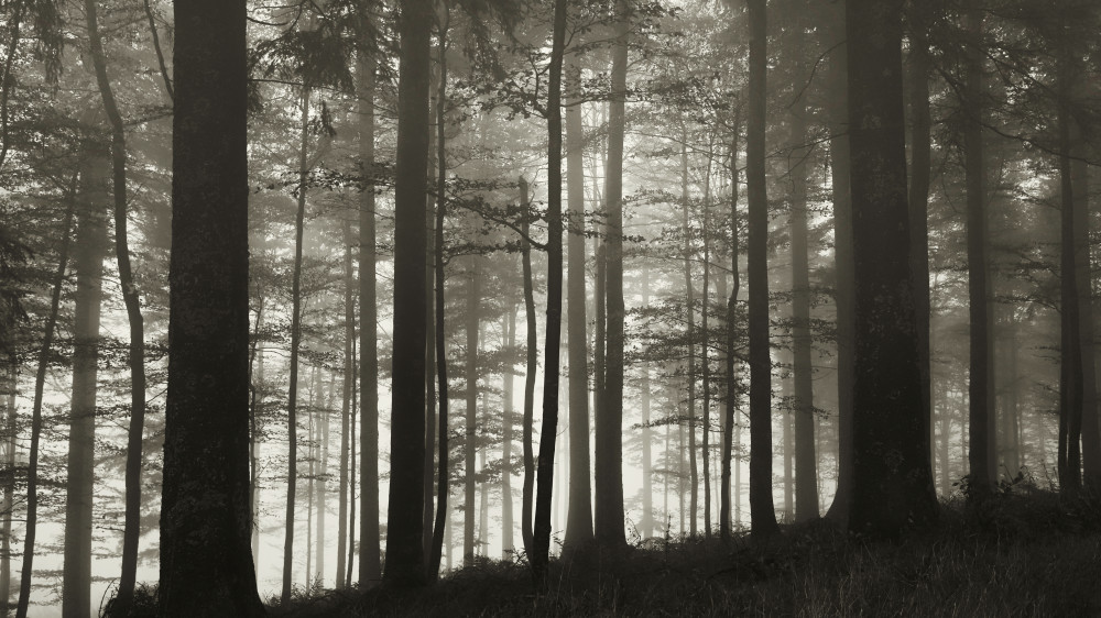 Im Wald from Peter Schade