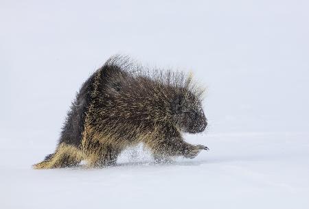Stachelschwein im Wintersturm