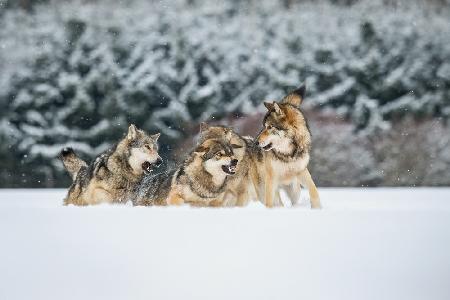 Wölfe diskutieren,Canis lupus,Verwirrung im Rudel