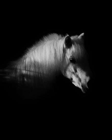 Das weiße Pferd