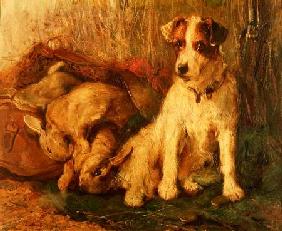 Left in Charge - A Fox Terrier with Game