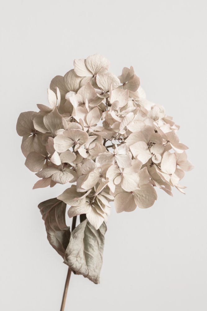 Beige getrocknete Blume from Pictufy Studio III