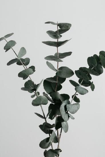 Eukalyptus Natur 01