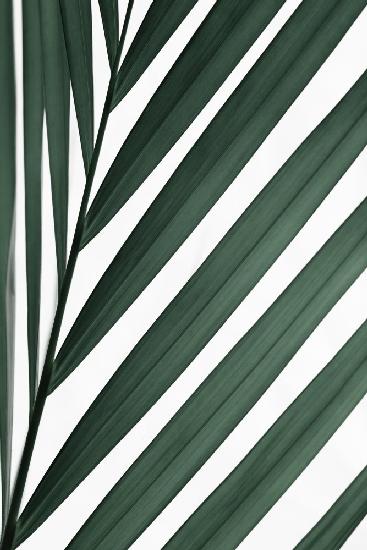 Grafisches Palmblatt_3