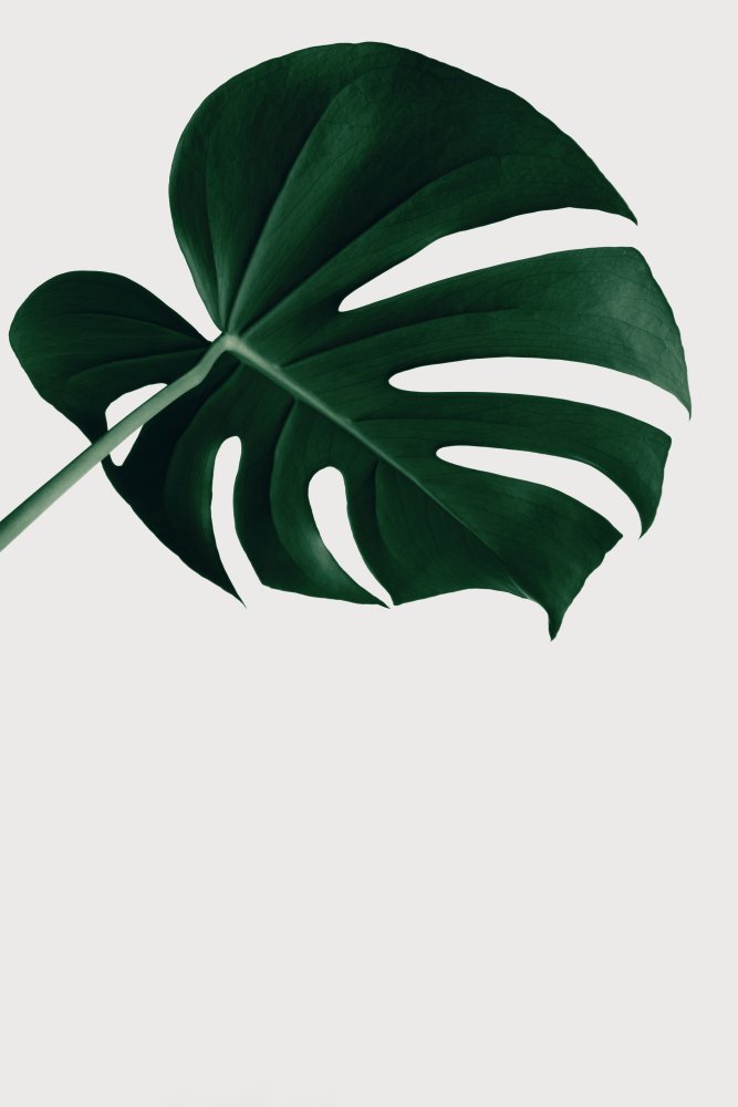 Monstera Natural 19 from Pictufy Studio III
