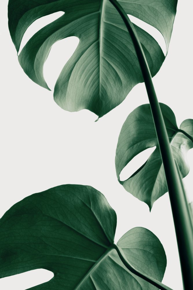 Monstera Natural 37 from Pictufy Studio III