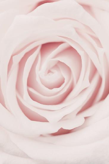 Rosa Rose Nr. 02