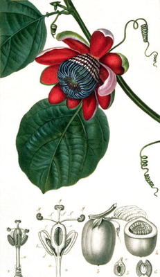 A Passion Flower from Lecons de Flore from Pierre Jean François Turpin
