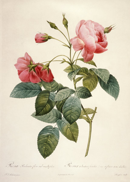Rosa reclinata flore sub mutiplici from Pierre Joseph Redouté