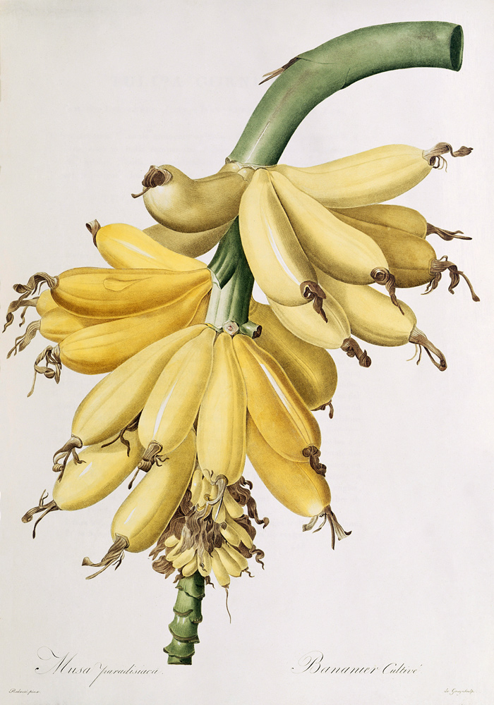 Banana from Pierre Joseph Redouté