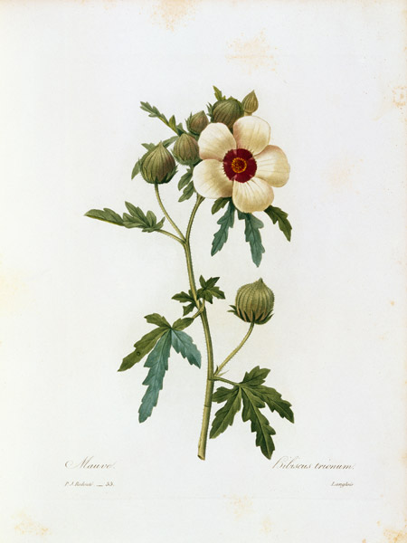 Flower-of-an-hour / Redouté from Pierre Joseph Redouté