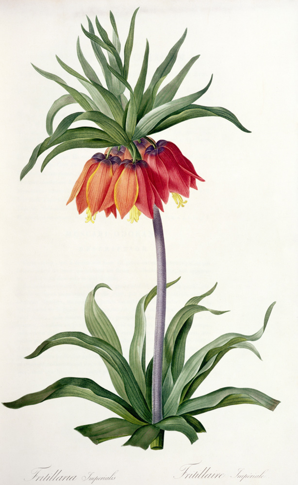 Fritillaria Imperialis from, `Les Lilacees' from Pierre Joseph Redouté
