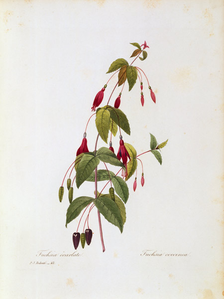 Fuchsia / Redouté from Pierre Joseph Redouté