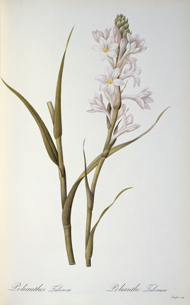 Polianthes Tuberosa, from `Les Liliacees' from Pierre Joseph Redouté