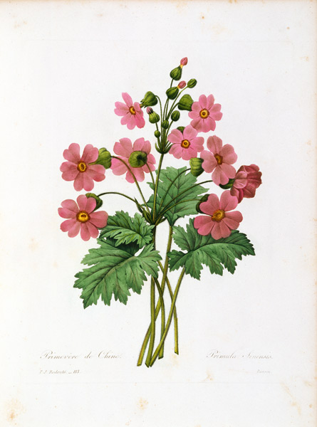 Primula Sinensis / Redouté from Pierre Joseph Redouté