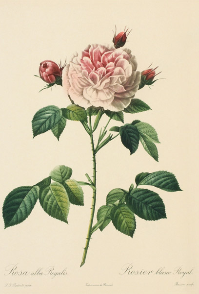 Rosa Alba Regalis, engraved by Bessin (coloured engraving) from Pierre Joseph Redouté