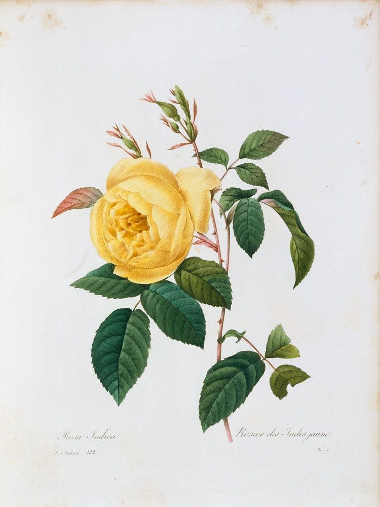 Rosa Indica / Redouté 1835 from Pierre Joseph Redouté