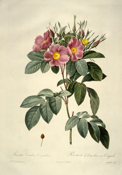 Rosa carolina corymbosa / after Redoute from Pierre Joseph Redouté