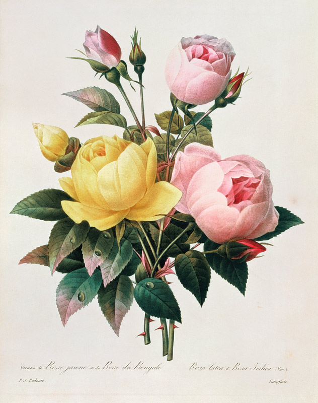 Rosa lutea and Rosa indica, from 'Les Choix des Plus Belles Fleurs' from Pierre Joseph Redouté
