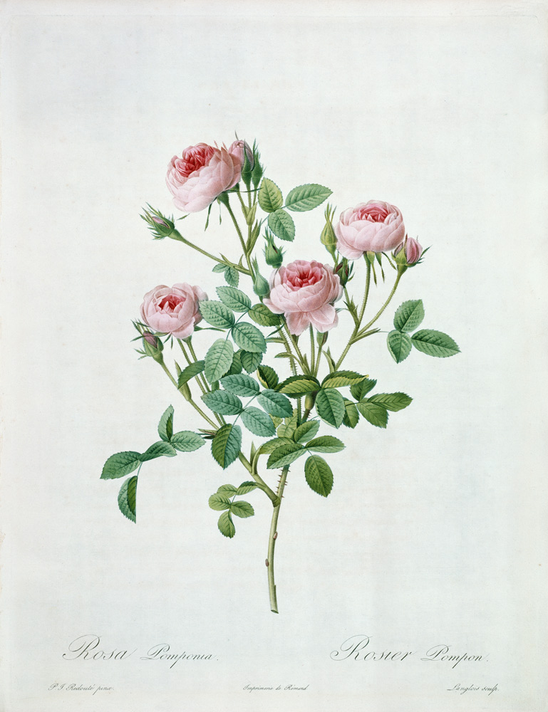 Rosa pomponia, engraved by Langlois, from 'Les Roses' from Pierre Joseph Redouté