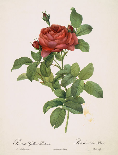 Rose / Stipple Engraving after Redoute from Pierre Joseph Redouté