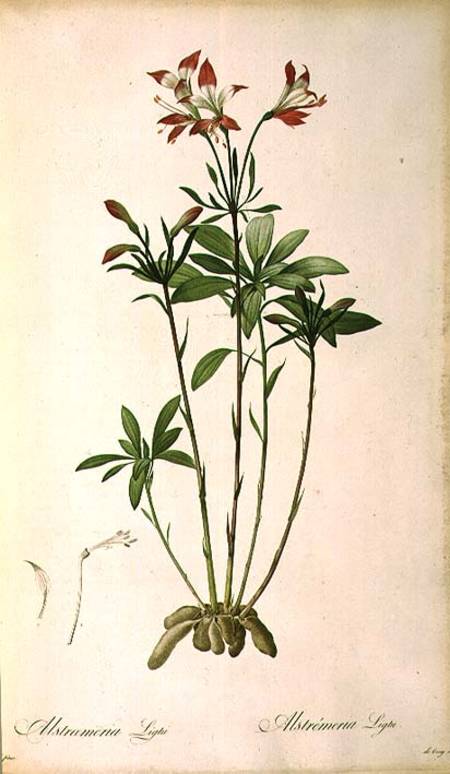 Alstraemeria Ligtu, from `Les Liliacees' from Pierre Joseph Redouté