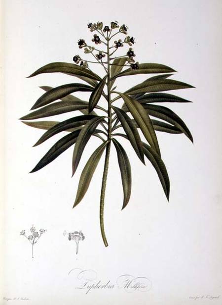 Euphorbia Mellifera, from `Le Jardin de la Malmaison' from Pierre Joseph Redouté
