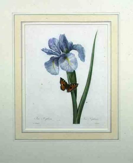 Iris xiphium, engraved by Langlois, from 'Choix des Plus Belles Fleurs' from Pierre Joseph Redouté