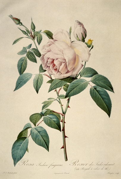 Rosa chinensis and Rosa gigantea, from 'Les Roses' from Pierre Joseph Redouté