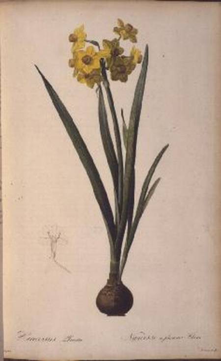 Narcissus Lazetta, from `Trew Plantae Selectae' from Pierre Joseph Redouté