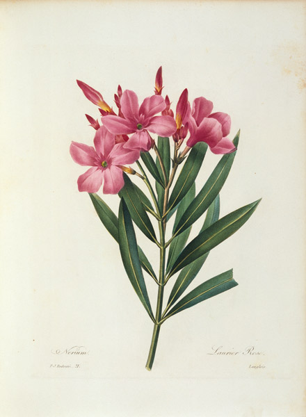 Oleander / Redouté from Pierre Joseph Redouté